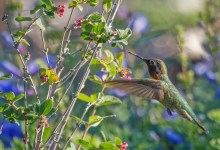 Morning Bird Walk at Santa Barbara Botanic Garden