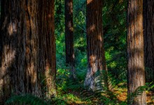 Nature Journaling at the Garden with John Iwerks