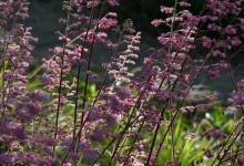 Love Letters from the Garden with Diana Raab