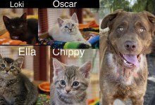 Oscar, Loki, Chippy, and Ella