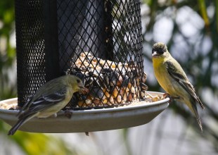 The Santa Barbara Bird-Feeder Guide