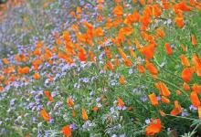 Searching for Wildflowers in Santa Barbara County