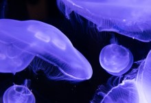 Sea Life Nature Journaling Workshop