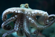 Extended Hours at the Sea Center