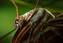 Macrophotography in the Butterfly Pavilion: Photographer-Only Sessions