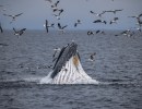 Changing the Central Coast’s Protected Marine Areas 