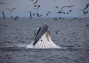 Changing the Central Coast’s Protected Marine Areas 