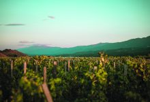 Sipping Sustainably in Santa Barbara County