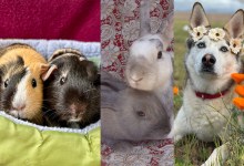 Camden and Jersey, J.J. and Mouse, and Ninja 