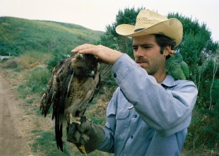 Me, My Mayan Parrot, and a Red-Tailed Hawk