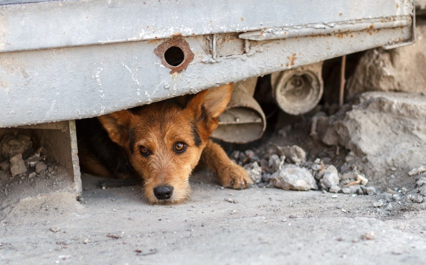 How to Find Your Lost Dog