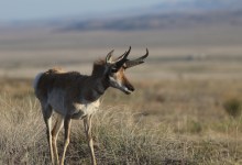 Protecting the Pronghorn