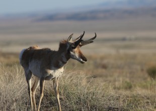 Protecting the Pronghorn