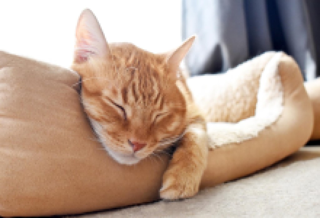 To Keep Pet Families Together through Critical Life Events, including Escape from Domestic Violence and Deportation, C.A.R.E.4Paws Fundraises for an Anonymous Pet Refuge