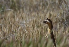 The Long-Tailed Weasel: Cute but Fierce