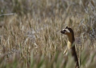 The Long-Tailed Weasel: Cute but Fierce