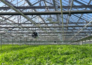 Cannabis Isn’t Bringing In the Green in Santa Barbara County