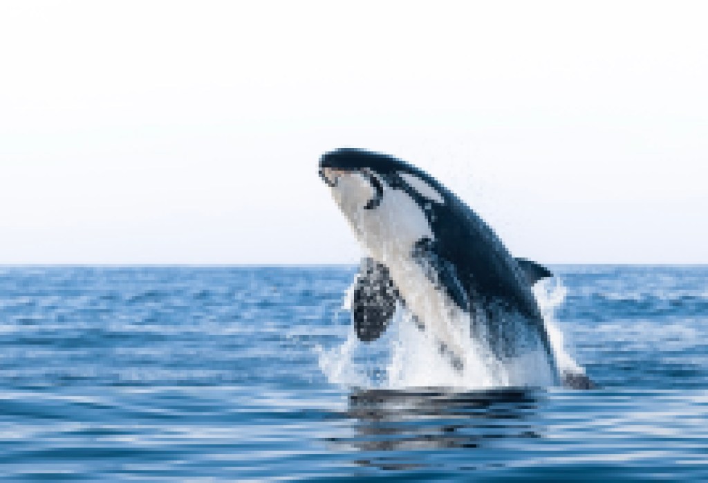 Into the Blue: Exploring the Marine Abundance of the Santa Barbara Channel Through the Lens of Adam Ernster