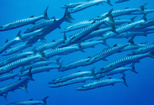 Satellites Show that Strictly Protected Marine Areas Exclude Industrial Fishing
