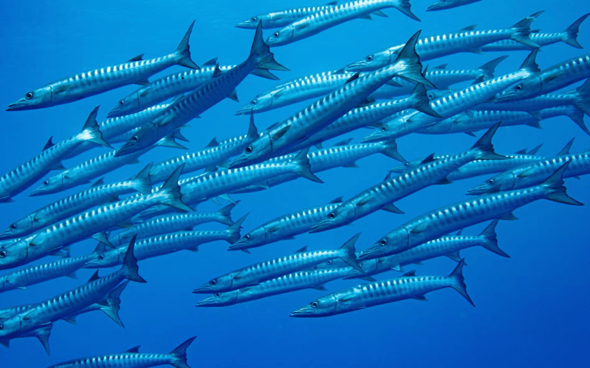 Satellites Show that Strictly Protected Marine Areas Exclude Industrial Fishing