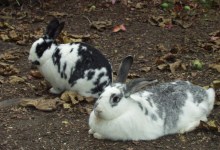 The Great ’09 Strawberry Massacre