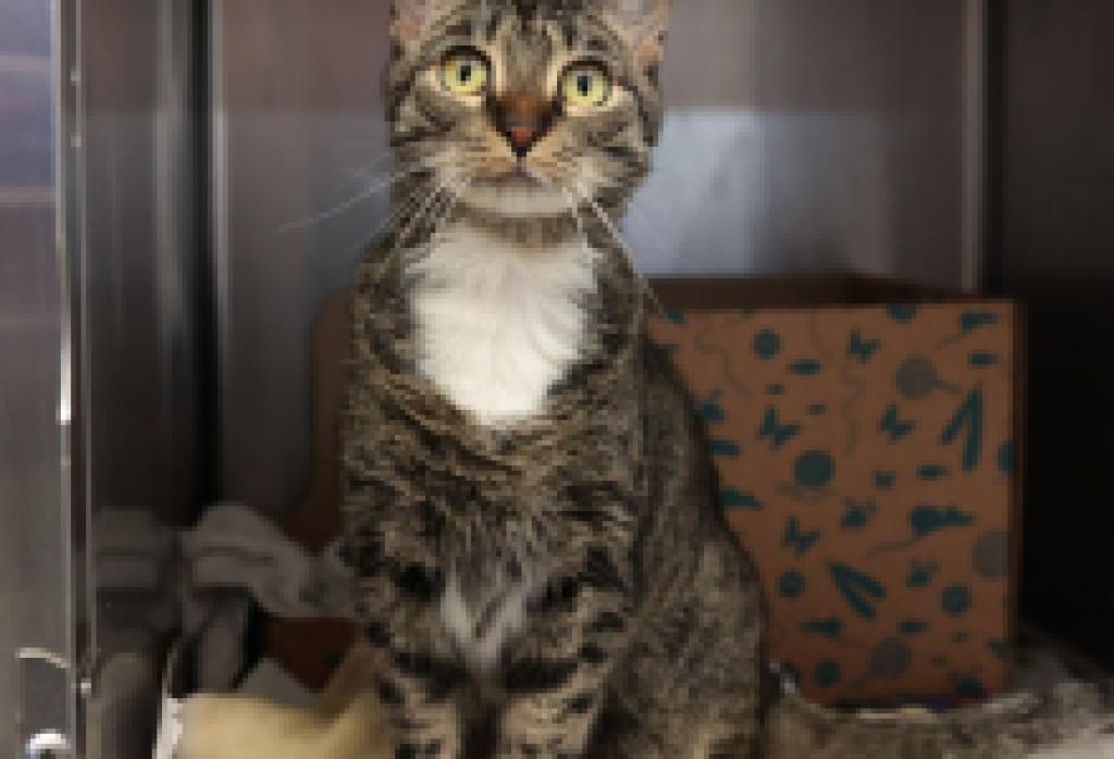 Lola, Tiramisu, and Thelma and Louise 