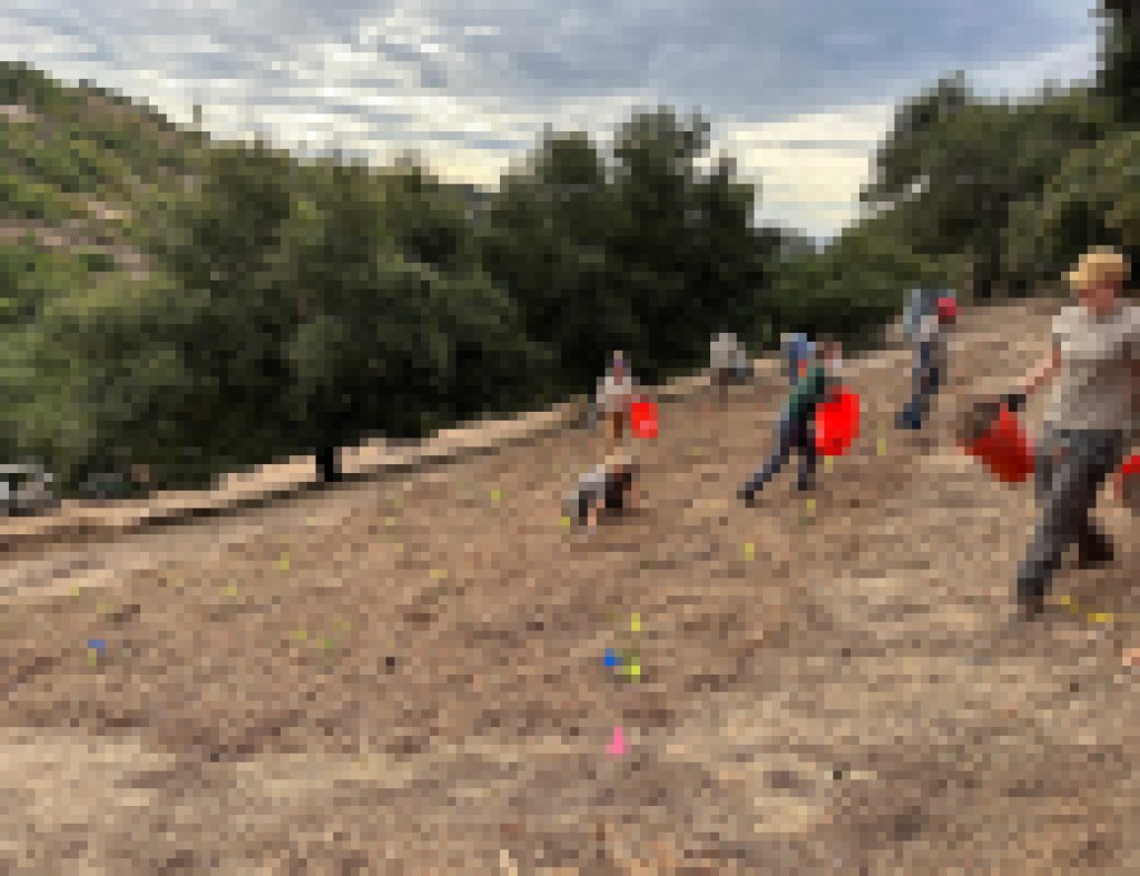 Could Oak Trees Help Block Fires?