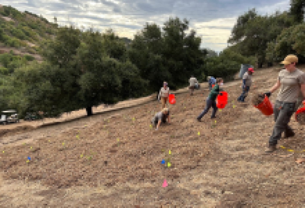 Could Oak Trees Help Block Fires?