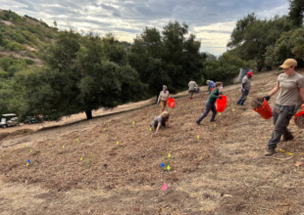 Could Oak Trees Help Block Fires?