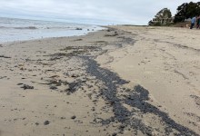 Heal the Ocean Tackles Huge Amounts of Tar Along South County Beaches 