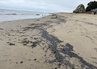 Heal the Ocean Tackles Huge Amounts of Tar Along South County Beaches 