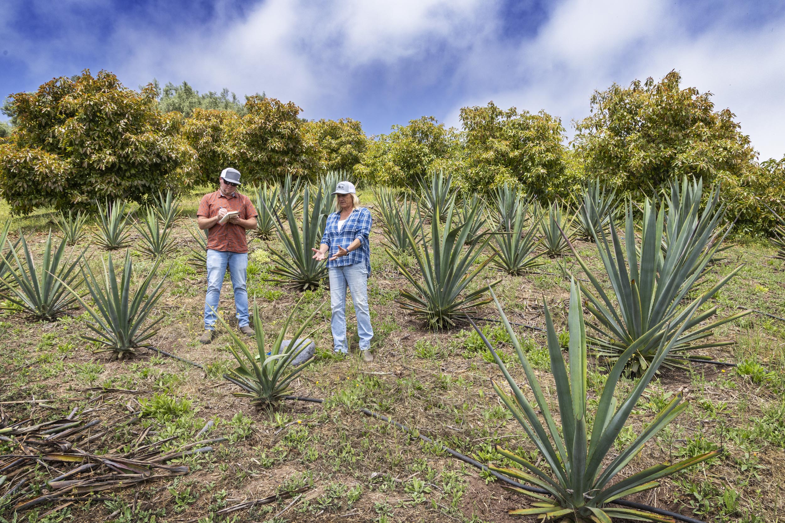 Santa Barbara Sparks California's Agave Explosion - The Santa