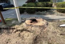 ‘Save Goleta Trees’ Campaign Launched to Stop Tree Removal