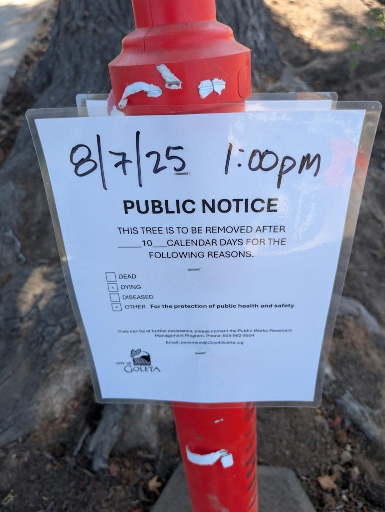 'Save Goleta Trees' Campaign Launched to Stop Tree Removal - The Santa ...