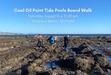 Tide Pool Walk at Coal Oil Point