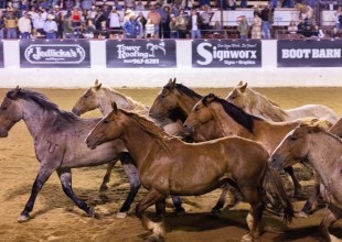 One Fiesta: Two Rodeos, Two Different Ways to Have Fun