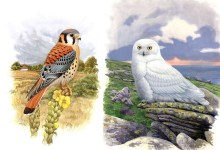 History of Bird Illustration – Michael DiGiorgio