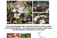 Mesa Harmony Garden – Plumeria Sale