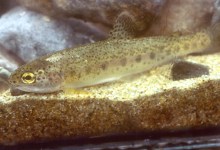 Science Pub: SoCal Steelhead at Arroyo Hondo