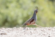 Birds in Focus: Local Bird Photographers – Illustrated Presentations