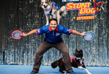The Perondi’s Stunt Dog Experience