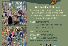 Volunteer Opportunity: Tree Planting at Ellwood Mesa