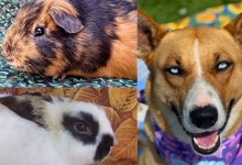 Russet, Mr. Davison, and Ivy 