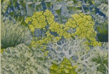 Spend a Day with Lichen at Santa Barbara Botanic Garden