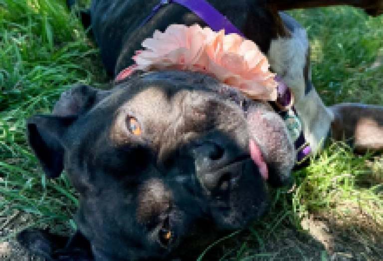 Renovaciones de los Refugios de Animales del Condado Hacen que las Mascotas Requieran un Hogar Temporal