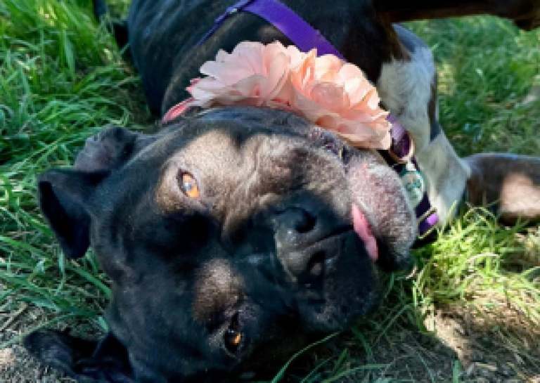 Renovaciones de los Refugios de Animales del Condado Hacen que las Mascotas Requieran un Hogar Temporal