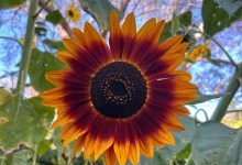 The Home Page | Sunflower Sanctuary for Sarah & Scout