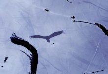 Film Screenig: Connectivity: “