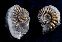 National Fossil Day – Earth Science Week