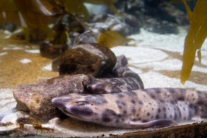 Shark Sundays at the Sea Center